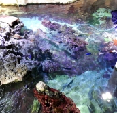 album-uscita-didattica-acquario-genova