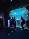 USCITA DIDATTICA A GENOVA – VISITA DELL’ACQUARIO