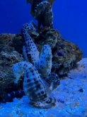 album-uscita-didattica-acquario-genova