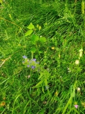 PROGETTO FREUD “NATURA E BENESSERE IN MONTAGNA A TORGNON”