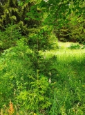 PROGETTO FREUD “NATURA E BENESSERE IN MONTAGNA A TORGNON”