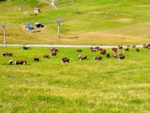 PROGETTO FREUD “NATURA E BENESSERE IN MONTAGNA A TORGNON”