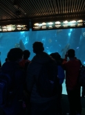 album-uscita-didattica-acquario-genova