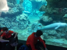 USCITA DIDATTICA A GENOVA – VISITA DELL’ACQUARIO