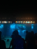 USCITA DIDATTICA A GENOVA – VISITA DELL’ACQUARIO