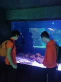 USCITA DIDATTICA A GENOVA – VISITA DELL’ACQUARIO