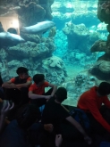 USCITA DIDATTICA A GENOVA – VISITA DELL’ACQUARIO