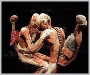 “Body Worlds” – mostra per tutti gli studenti – Istituto Tecnico Milano – “S. Freud”